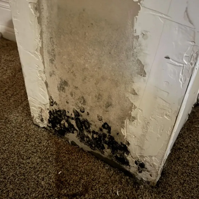 Professional Mold Removal in Rumford, ME
